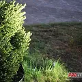 Превью 1
