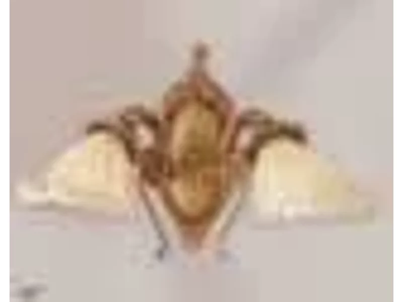 Бра Creval 732N (id3071)