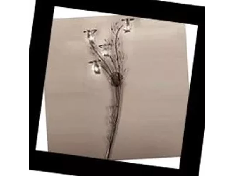 Flora 214/4A IDL, Бра