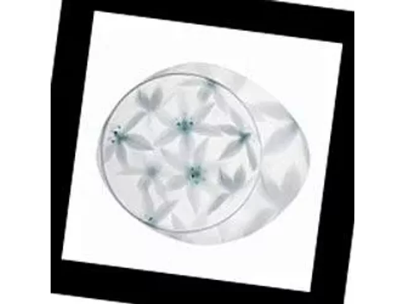 Foscarini Wagashi 1720051B I, Потолочная люстра