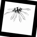 Corallo Corallo AP3 Bianco Ideal Lux, Настенно-потолочный светильник